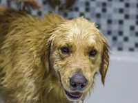 bañando-perros.jpg